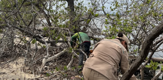 Río Neverí se embellece: Comunidad se organiza para preservar los manglares y limpiar la zona de desêchos (+ Detalles)