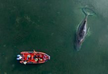 Müere Timmy, la ballena jorobada que apareció varada en la costa alemana dos meses (+ Detalles)
