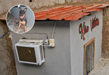 Minisuite perruna con aire acondicionado: Construyen casa con aire acondicionado para una perrita (+ Video)