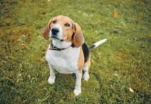 Rêscate histórico en EE.UU.: Más de 1.500 beagles son liberados de un criadero para laboratorios (+ Detalles)