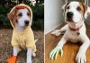 Nunca un perro tuvo tanto flow: Una familia optó por prótesis más animadas para su mascota (+ Fotos)
