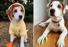 Nunca un perro tuvo tanto flow: Una familia optó por prótesis más animadas para su mascota (+ Fotos)