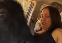 De la calma a los nervios en segundos: Un bisonte sorprendió a un grupo de amigas mientras alimentaban animales (+ Video)