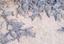 Nueva Esparta como refugïo marino: Nacieron 56 tortugas cardón en Playa Parguito tras monitoreo ambiental