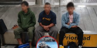 Cõndenan a prïsión en Ecuador a tres ciudadanos tailandeses por el conträbando ilegäl de iguanas de Galápagos (+ Detalles)