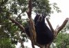 Decretan expansión del Parque Nacional Terepaima tras captar a una familia de osos frontinos (+ Detalles)