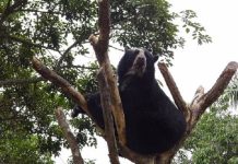 Decretan expansión del Parque Nacional Terepaima tras captar a una familia de osos frontinos (+ Detalles)