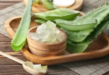 El aloe vera se consolida como el aliado natural definitivo para la salud y el crecimiento capilar