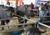 Expo Feria Nacional Bufalina, Ovina y Caprina 2026 contará con más de 100 productores del país: se realizará del 13 al 17 de mayo en La Carlota