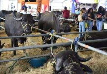 ¡El campo venezolano llega a Caracas con fuerza! La ExpoFeria Bufalina 2026 abre sus puertas en La Carlota