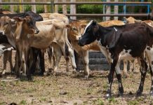 Anzoátegui refuerza vacunación masiva contra fiębre aftosa en ganado y busca blindar producción ante rięsgøs sanitarios del país
