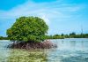 El “árbol flotante” que desaliniza agua y protege las costas en América Latina: innovación ecológica que busca revolucionar el mar (+ Fotos)