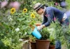 El árbol con más aroma del mundo: cómo cultivarlo en maceta y convertir tu balcón en un espacio natural y perfumado
