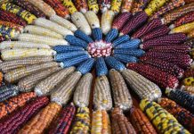 El tesoro vegetal del altiplano: Chile protege sus semillas ancestrales con una nueva red genética de vanguardia