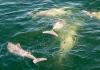 Espectáculo natural en el Lago de Maracaibo: Avistan numerosa familia de toninas en zona operativa de Ceuta (+ Video)