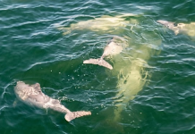Espectáculo natural en el Lago de Maracaibo: Avistan numerosa familia de toninas en zona operativa de Ceuta (+ Video)