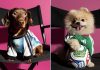 La emoción del Mundial llega a las mascotas: Lanzan una colección con los uniformes de las selecciones para perros (+ Fotos)