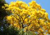 San Cristóbal apuesta por una ciudad más verde con siembra masiva de araguaneyes y apamates en sus principales avenidas