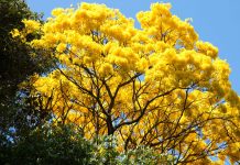 San Cristóbal apuesta por una ciudad más verde con siembra masiva de araguaneyes y apamates en sus principales avenidas