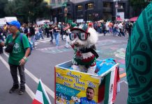 Osito, el perro rescątado que conquista corazones en el Mundial: vestido con los colores de la selección mexicana (+ Detalles)