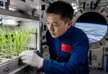 Científicos chinos cultivarán dos generaciones de arroz en la órbita terrestre: permitirá obtener datos del comportamiento de las plantas en condiciones espaciales