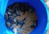 Protegiendo una especie amen@zada: La Guaira celebra el nacimiento y liberación de tortuguillos cardón durante la temporada 2026