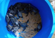 Protegiendo una especie amen@zada: La Guaira celebra el nacimiento y liberación de tortuguillos cardón durante la temporada 2026