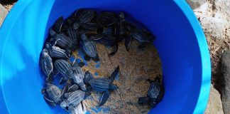 Protegiendo una especie amen@zada: La Guaira celebra el nacimiento y liberación de tortuguillos cardón durante la temporada 2026