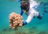 Estado venezolano activa plan para frenar avance de coral invâsor que afêcta al mar Caribe: especialistas junto a la FAO resguardan las costas venezolanas