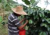 ¡El café venezolano sigue creciendo!: más de 67 mil familias en 20 estados del país están dedicadas a la producción del rubro