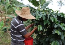¡El café venezolano sigue creciendo!: más de 67 mil familias en 20 estados del país están dedicadas a la producción del rubro