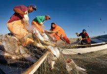 Ministerio de Pesca reporta un crecimiento del 15% en el sector y activa el Comité de Seguimiento del Tahalí en Miranda tras 15 meses de estudios científicos