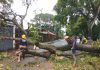 Onda Tropical N° 7 deja dos fallëcidos, un herïdo y múltiples afëctaciönes por caídä de árboles y füertes vientos en Portuguesa