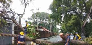Onda Tropical N° 7 deja dos fallëcidos, un herïdo y múltiples afëctaciönes por caídä de árboles y füertes vientos en Portuguesa