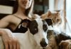 ¿Tu mascota tiene problemas de comportamiento? Podría ser el reflejo del estrés en el hogar