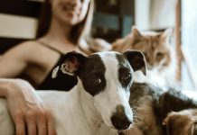 ¿Tu mascota tiene problemas de comportamiento? Podría ser el reflejo del estrés en el hogar
