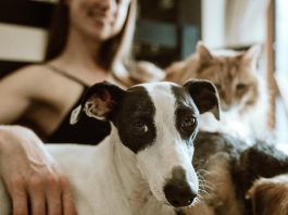 ¿Tu mascota tiene problemas de comportamiento? Podría ser el reflejo del estrés en el hogar