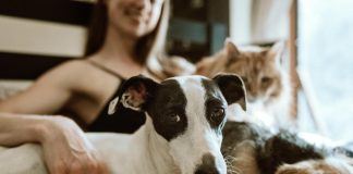 ¿Tu mascota tiene problemas de comportamiento? Podría ser el reflejo del estrés en el hogar