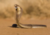 Grupo de amigos encuentra una cobra real dentro del inödoro de un hotel en Filipinas (+ Video)