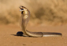 Grupo de amigos encuentra una cobra real dentro del inödoro de un hotel en Filipinas (+ Video)