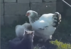 Viral en redes sociales: Una gallina se convierte en «la mediadora del barrio» al separar una intënsa pelëa de gatos (+ Video)