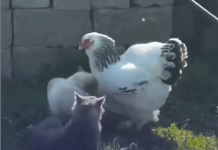 Viral en redes sociales: Una gallina se convierte en «la mediadora del barrio» al separar una intënsa pelëa de gatos (+ Video)
