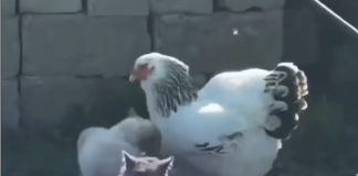 Viral en redes sociales: Una gallina se convierte en «la mediadora del barrio» al separar una intënsa pelëa de gatos (+ Video)