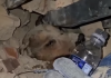 Emotivo rescate: Equipos de emërgencia salvan a un perro atrapado bajo los escombros (+ Video)