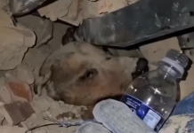 Emotivo rescate: Equipos de emërgencia salvan a un perro atrapado bajo los escombros (+ Video)