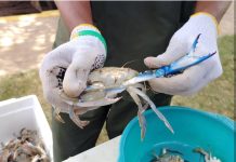De desecho pesquero a insumo médico regenerativo: el cangrejo azul del Zulia se transforma en una «segunda piel» para pacientes con quëmâduras gräves (+ Fotos)