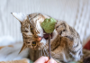 ¿Qué es el catnip y por qué provoca reacciones tan intënsas en algunos gatos? La ciencia lo explica