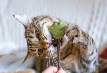 ¿Qué es el catnip y por qué provoca reacciones tan intënsas en algunos gatos? La ciencia lo explica