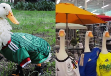 El pato Merlín revoluciona el Mundial de 2026: de las calles mexicanas a conquistar también Canadá (+ Video)