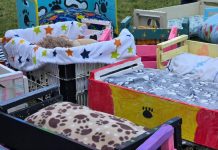 Estudiantes de primaria construyeron en clases camas para los perros y gatos de la calle: en Chile transformaron la tecnología en una iniciativa única (+ Fotos)
